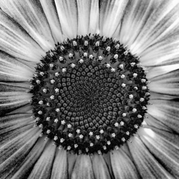 Photo printed on Paper - Fine Art - Canvas - Monochrome - Daisy 1143