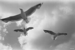 Photo printed on Paper - Fine Art - Canvas - 1998 Sydney seagulls #018