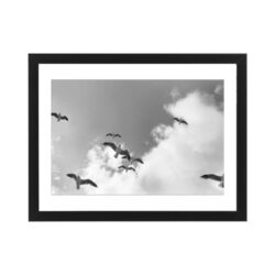 Photo printed on Paper - Fine Art - Canvas - 1998 Sydney seagulls #004