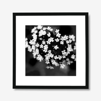 MODERN PHOTOGRAPHY by author printed on Paper - Fine Art - Canvas - 2005 Flower on black