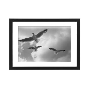 MODERN PHOTOGRAPHY by author printed on Paper - Fine Art - Canvas - 1998 Sydney seagulls #018